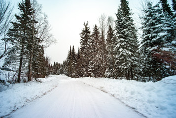 Road Surrounded by Trees full of Snow in Quebec / Canada