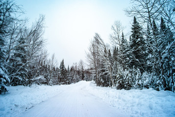 Road Surrounded by Trees full of Snow in Quebec / Canada