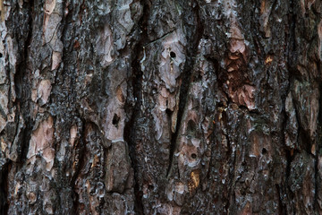 bark, tree, texture, wood, nature, brown, pattern, forest, old, abstract, trunk, oak, plant, rough, natural, closeup, pine, wooden, textured, detail, material, surface, macro, skin, dry