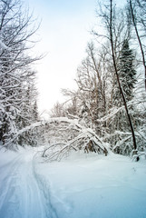 Road Surrounded by Trees full of Snow in Quebec / Canada