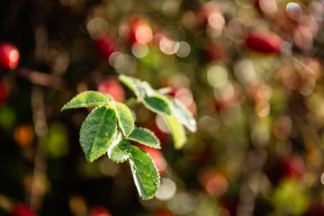 Rosehip branch with leaves close-up, lit by autumn sunlight.