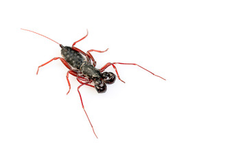 Whip Scorpion Isolated on White Background