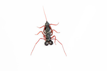 Whip Scorpion Isolated on White Background
