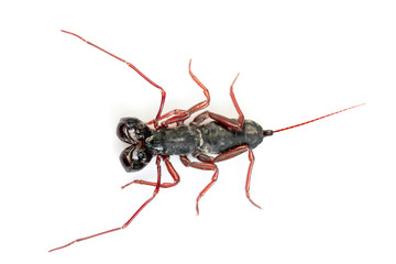 Whip Scorpion Isolated on White Background