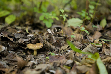 Funghi nel bosco d'autunno