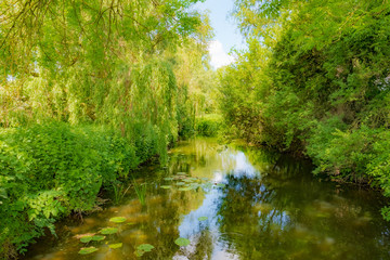 Tranquil and idyllic river seen within a nature reserve during early summer. Various ages of Willow Trees line the dense river bank, seen from a narrow footbridge.