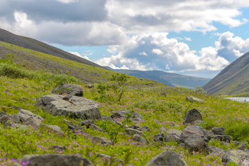 Fototapeta na wymiar Mountain landscape with flowers. Hibiny mountains, Arctic circle, Kola peninsula, Murmansk region, Russia