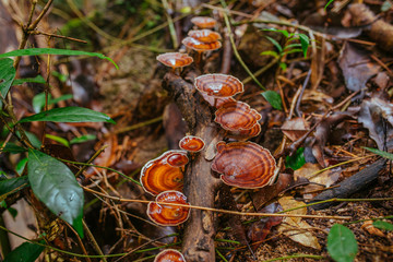 Tropical Mushrooms on a rotting Tree in Thailand forest