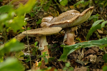 Champignons en for&ecirc;t