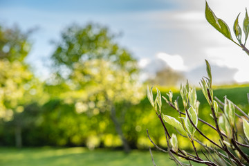 Shallow focus of new buds emerging from a shrub as seen in a summer garden.