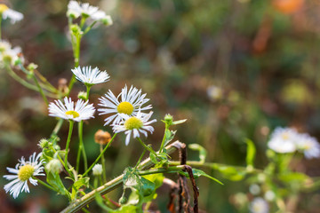 daisies in the forest