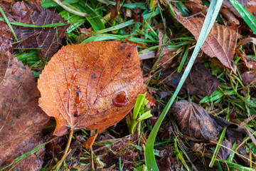 leaf with water droplet in the forest