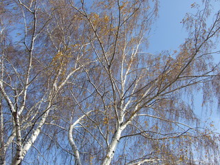 Sunny autumn day. The trees in the fall.
