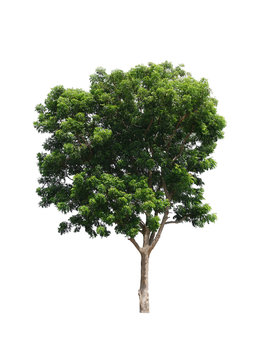 Azadirachta indica Tree isolated on white background with clipping path