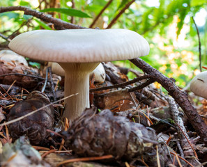 mushrooms in the forest