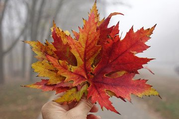 female hand holding a bouquet of red maple leaves