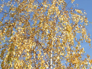 Sunny autumn day. The trees in the fall.