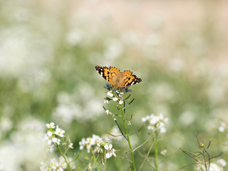 vanessa cardui. Mariposa entre las flores