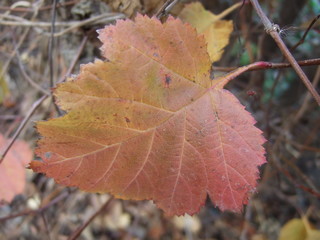 Beautiful autumn leaves of plants. All the colors of autumn.