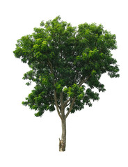 Fototapeta premium Azadirachta indica Tree isolated on white background with clipping path