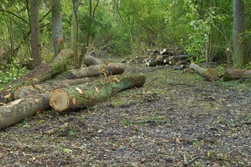 Forestry and logging. Ash tree trunks and a woodpile in the background.