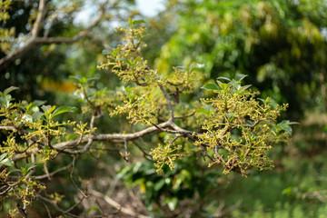 Avocado flowers on its tree in the farming garden.