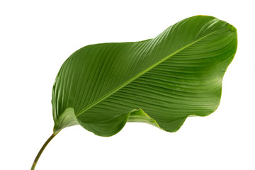 Calathea lutea leaf(Cigar Calathea, Cuban Cigar),Calathea leaf,Exotic tropical leaf, isolated on white background.