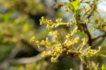 Avocado flowers on its tree in the farming garden.