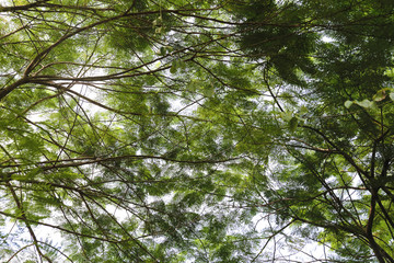 ベトナム　植物