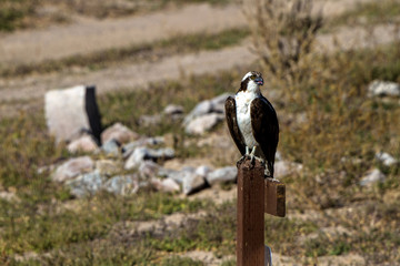 A Juvenile Osprey in Echo Canyon State Park in Nevada during fall migration