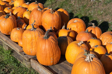 Pumpkins on sale for halloween 