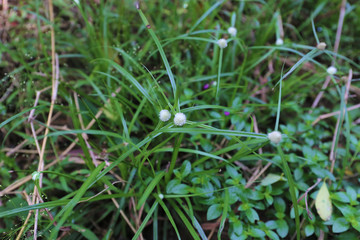 ベトナム　植物