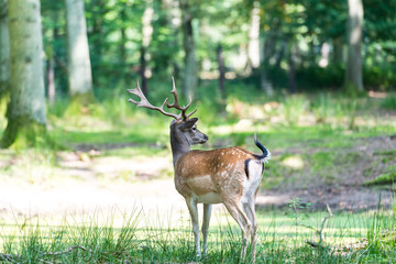 deer in the forest
