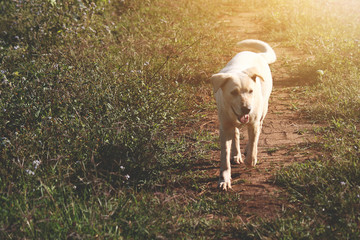 Obraz premium Cute white dog playful with beautiful sunset in grass fields