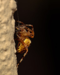 Spinne an der Hauswand