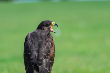 bird of prey (Harris Hawk)