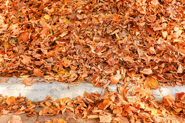 Autumn season. Bunch of dry leaves on the sidewalk.