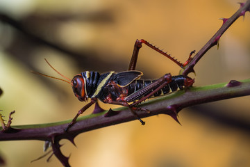 grasshopper on a branch