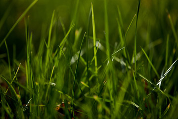 Macro photo of green grass, nature, garden forest