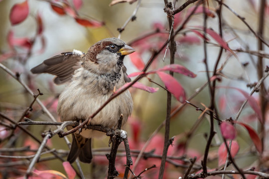Fun gray and brown sparrow sits on a branch in the park in autumn and flaps its wings on a blurred background