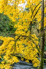 Tumwater Falls Park Leaves 4
