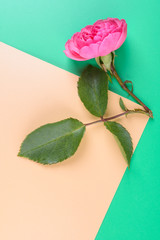 Flat view of Pink rose on the colour background.