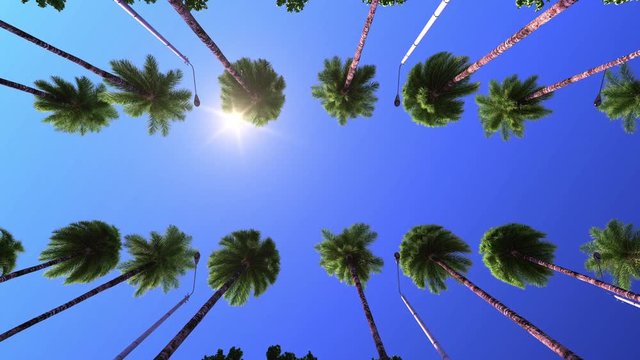 Movement under palm trees, sun. Beverly Hills.