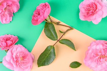 Flat view of Pink rose on the colour background.