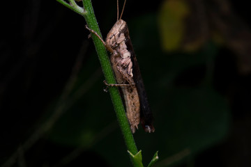 Macro close-up of brown grasshopper on the top of the tree branch.