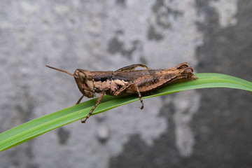 Macro close-up of brown grasshopper on green leaves.