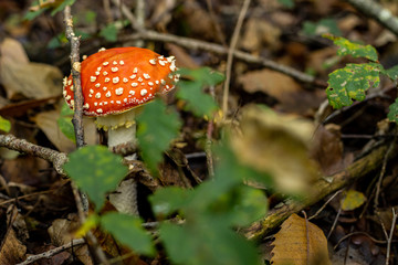 Champignons en forêt