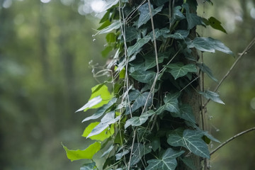 Edera in foglie -Pianta rampicante su tronco d'albero