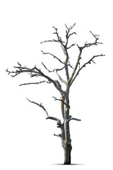 Dead tree in nature on a white background