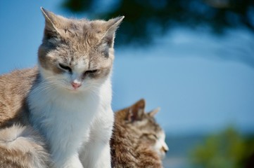 海と猫